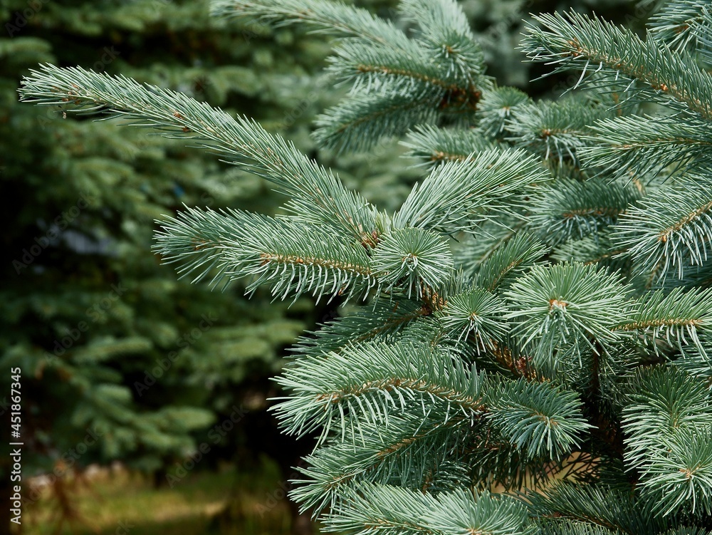 spruce tree with green needles close up