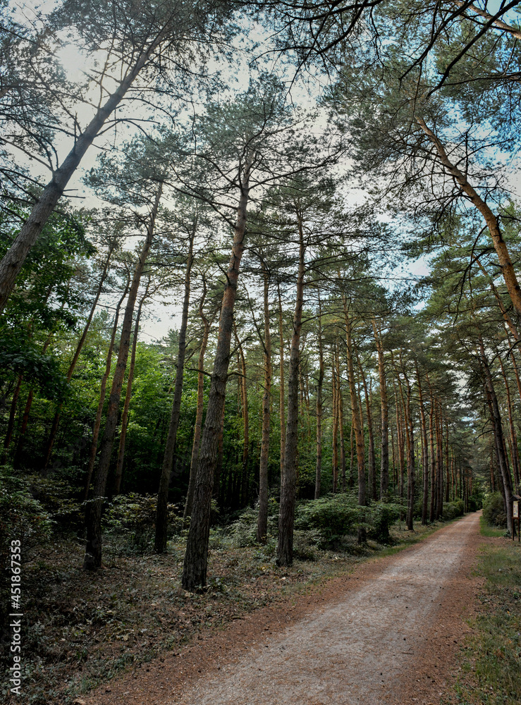 Obraz premium wonderful forest environment Jeli Arboretum in Hungary 