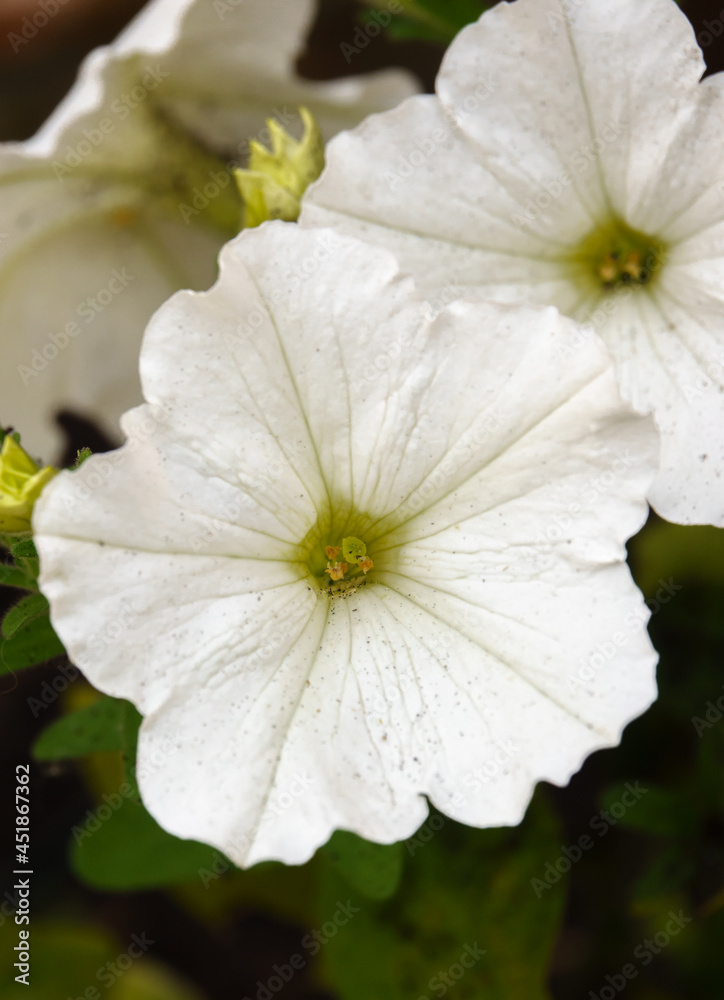 beautiful large white flowers of the Petunia (Trailing) Fanfare White in summer bloom, Wiltshire UK beautiful large white flowers of the Petunia (Trailing) Fanfare White in summer bloom, Wiltshire UK