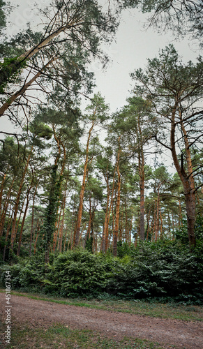 wonderful forest environment Jeli Arboretum in Hungary 