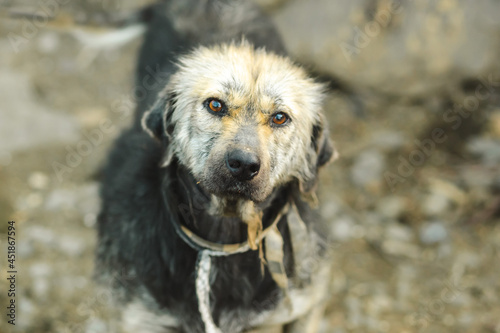 Unhappy stare of a stray dog. Tortured dog at the shelter.