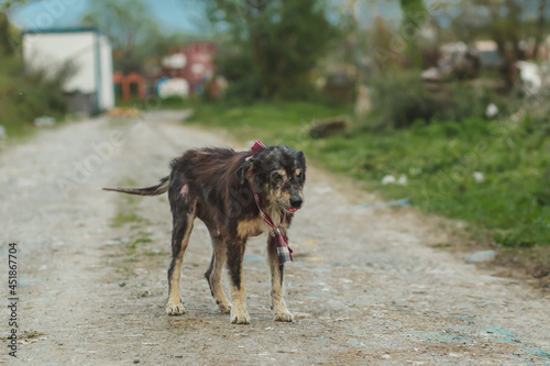 Homeless sick dog. Dog with wounds on the body.