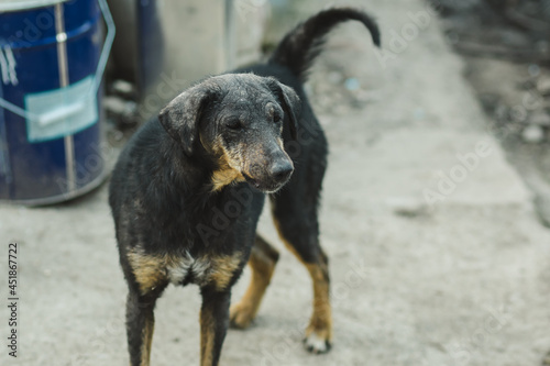 Black scared stray dog. Disadvantaged street dog.