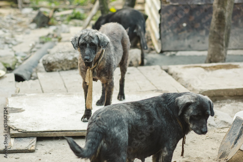 Sick dogs in a homeless shelter.