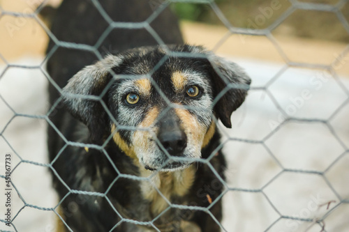 Plaintive dog behind the fence. Homeless dog in a cage.