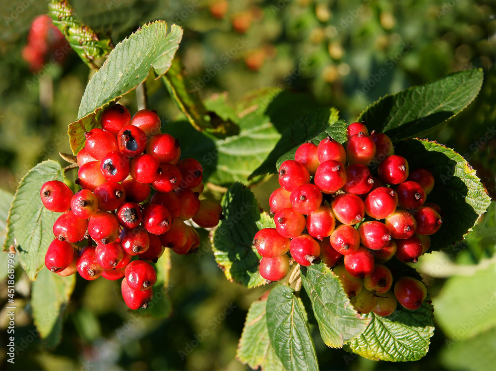 Fototapeta premium cluster red fruits of Viburnum Lantana bush 