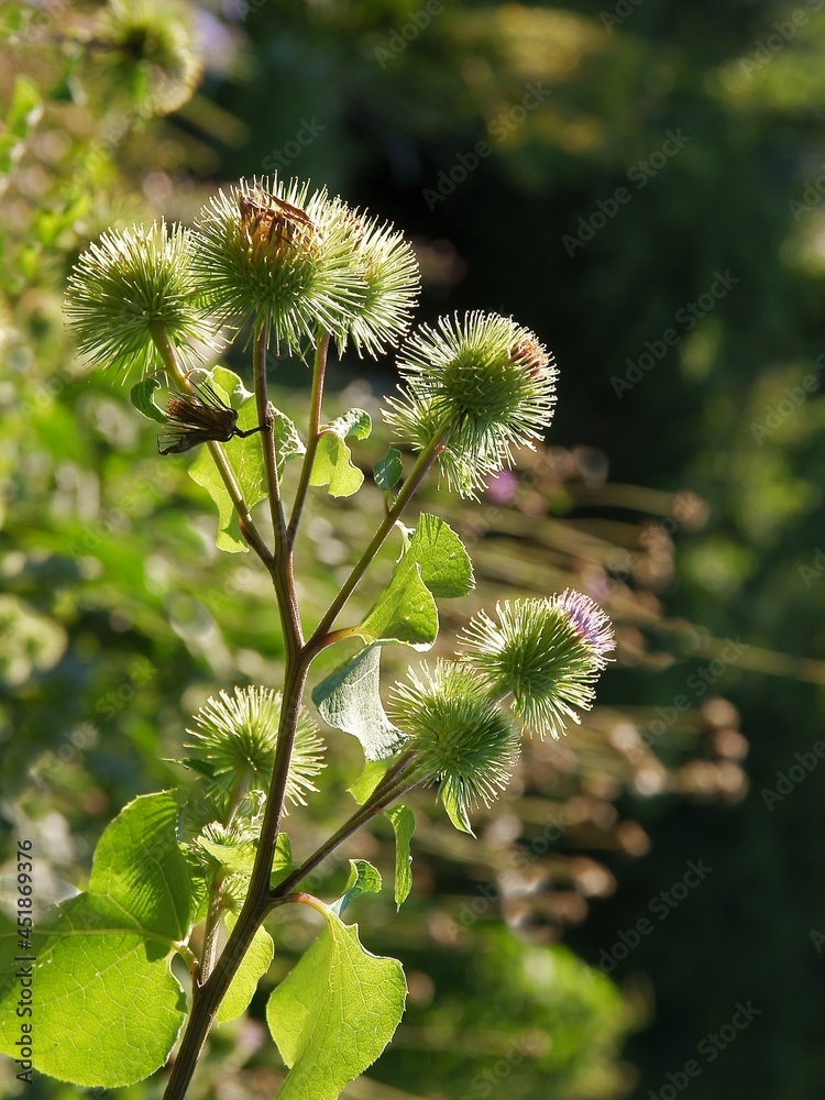 Arctium minus wild plant wwith buds before blooming