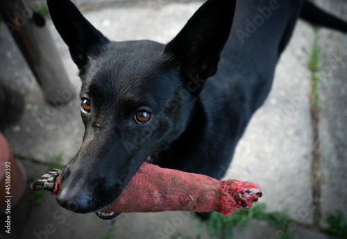 Eine schöne Nahaufnahme von einem Holländischem Schäferhund mit Spielzeug im Mund photo