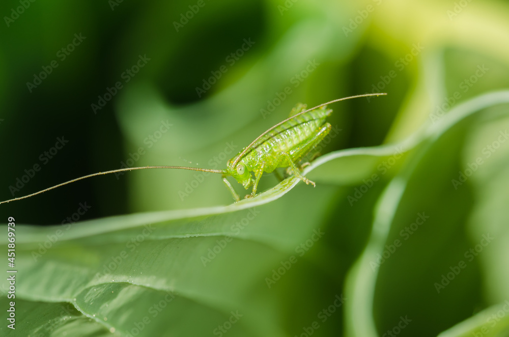 Green grasshopper sitting on a leaf. Green grasshopper sitting on a leaf.
