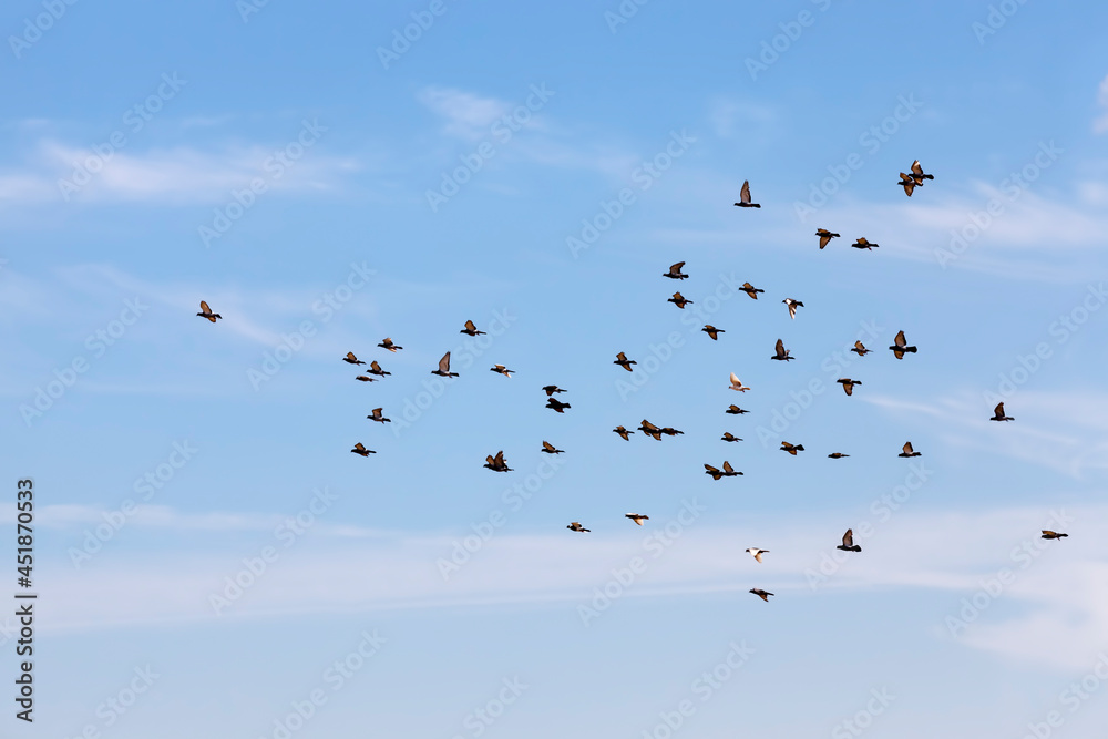 a flock of pigeons flying in the blue sky a flock of pigeons flying in the blue sky