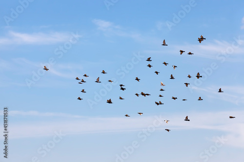 a flock of pigeons flying in the blue sky