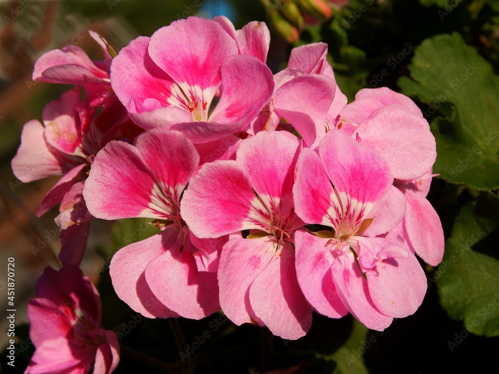 colorful red,pink and purple flowers of geraniuim potted plant close up colorful red,pink and purple flowers of geraniuim potted plant close up