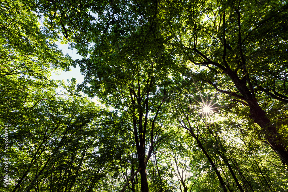 foliage of the trees is illuminated by bright sunlight foliage of the trees is illuminated by bright sunlight