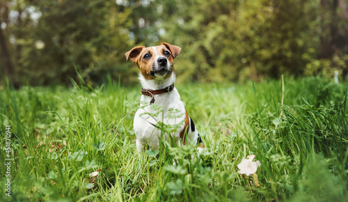Small jack Russell terrier sitting in tall grass front view