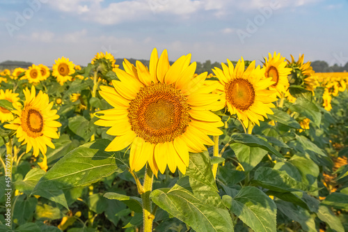 Fleurs de tournesols dans un champs avec la lumi  re du soleil.