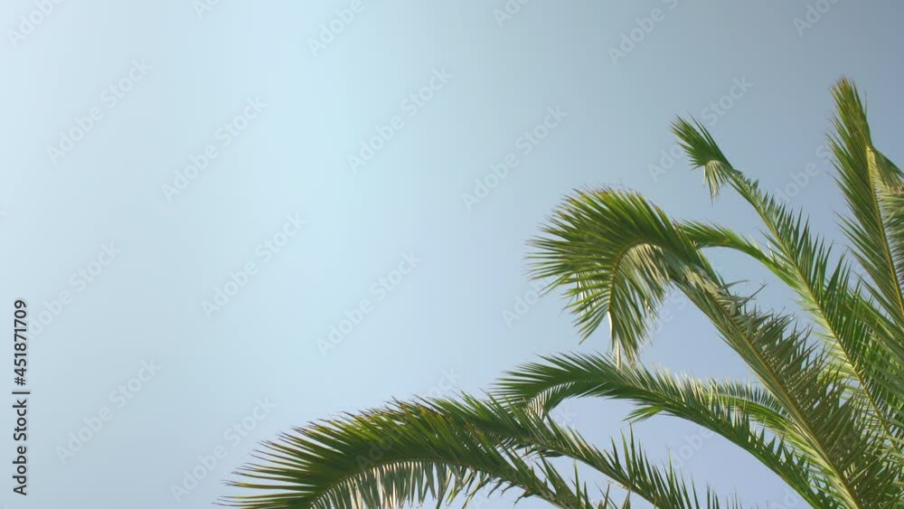 Looking up palm tree leaves moving in slow wind with clear blue sky - space for text - left side Looking up palm tree leaves moving in slow wind with clear blue sky - space for text - left side