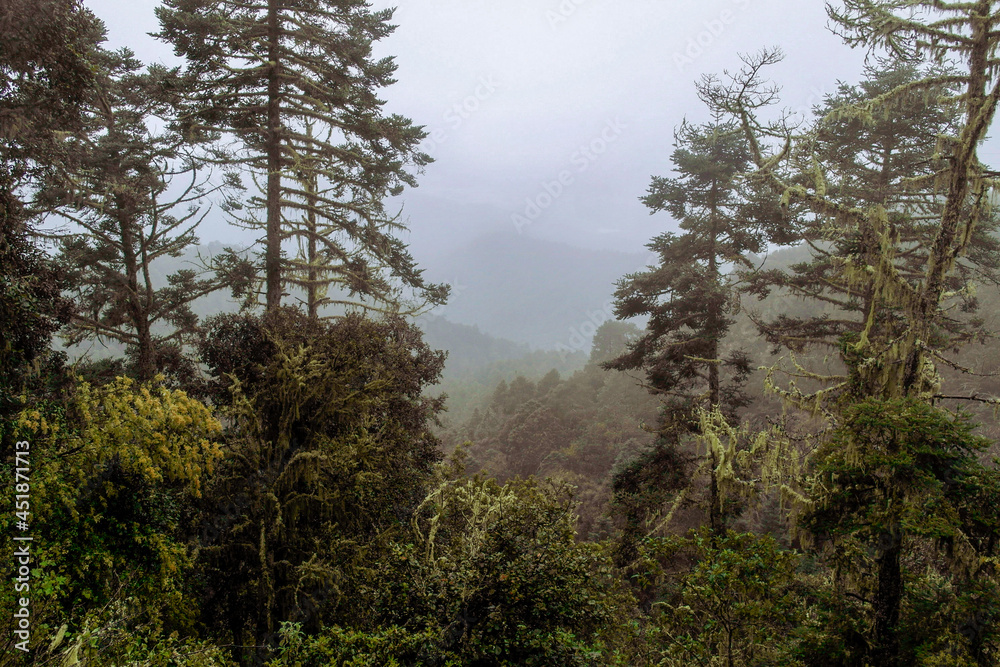 Bosque de neblina en México.