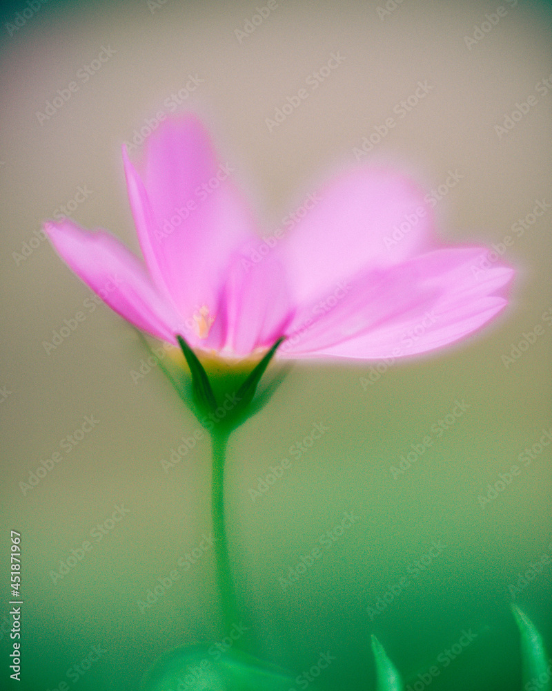 Obraz premium Pink Flower