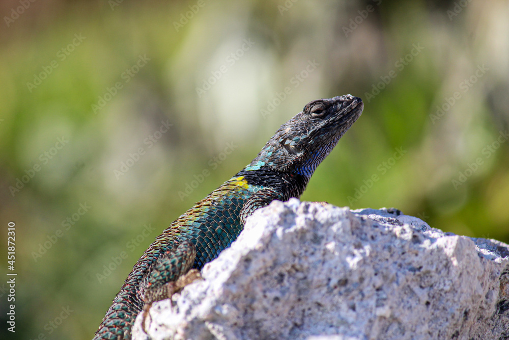Lagartijas asoleándose en las rocas. Lagartijas asoleándose en las rocas.