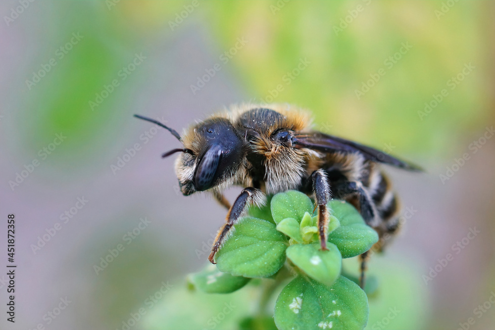 Closeup of a female of the rare Tridentate Small-Mason bee, Hoplitis tridentata Closeup of a female of the rare Tridentate Small-Mason bee, Hoplitis tridentata