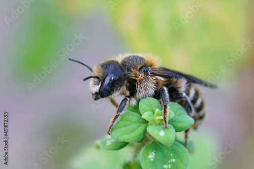 Closeup of a female of the rare Tridentate Small-Mason bee, Hoplitis tridentata © Henk