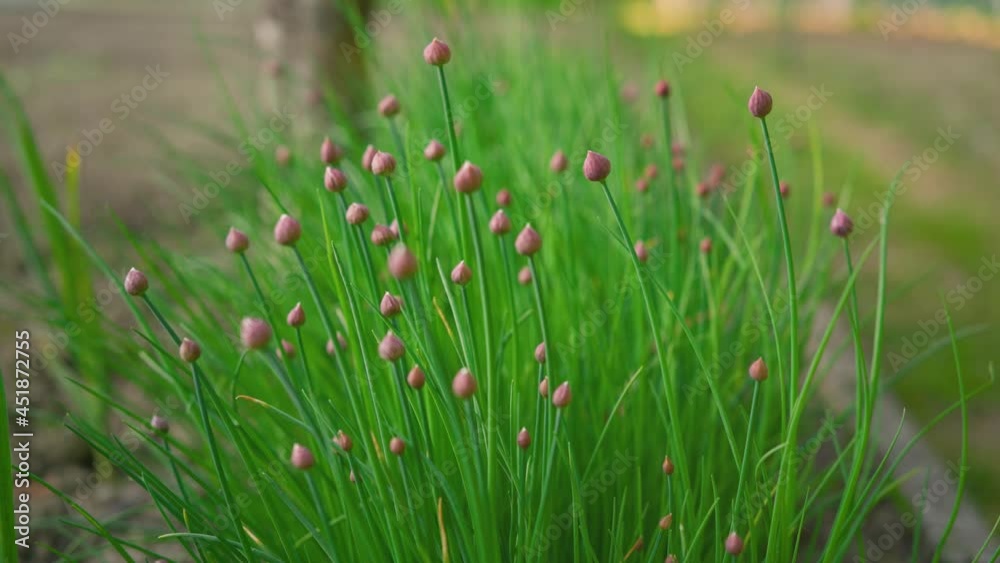 Bunch of chives growing in garden, larger plants, flower bulbs already visible, afternoon sun in background Bunch of chives growing in garden, larger plants, flower bulbs already visible, afternoon sun in background