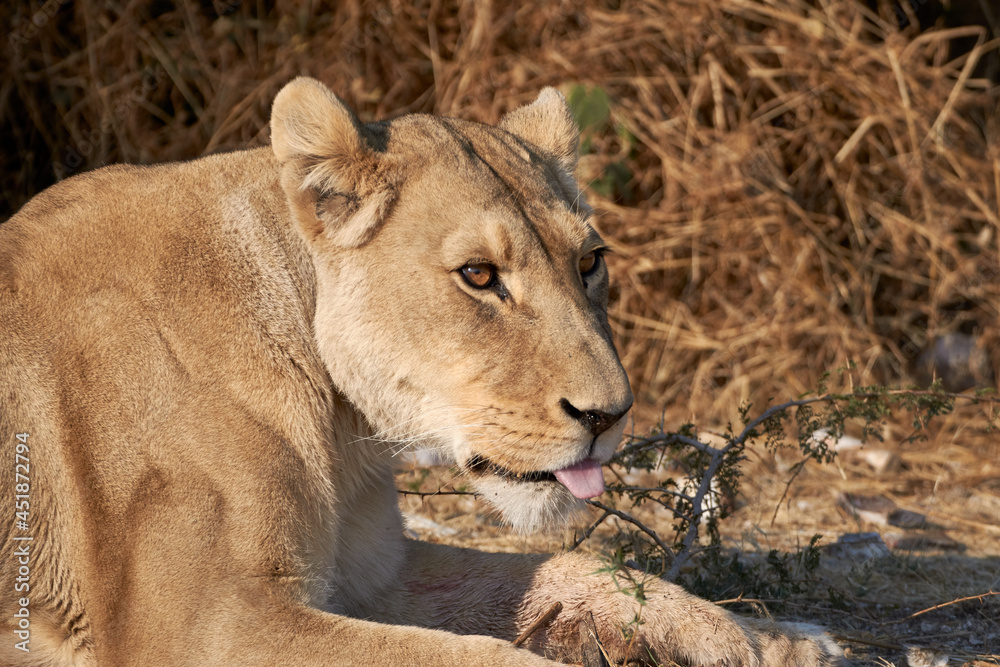 Obraz premium Close-up of a wild female lion or lioness (Panthera leo) lying in the sun with tongue out in Namibia, Africa.