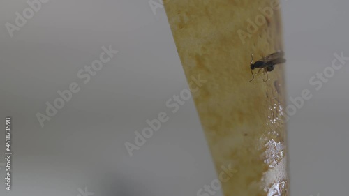 Fly trapped in flypaper glue trap  photo