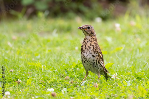 Song Thrush (Turdus Philomelos) standing upright on a grass lawn with an insect in its beak