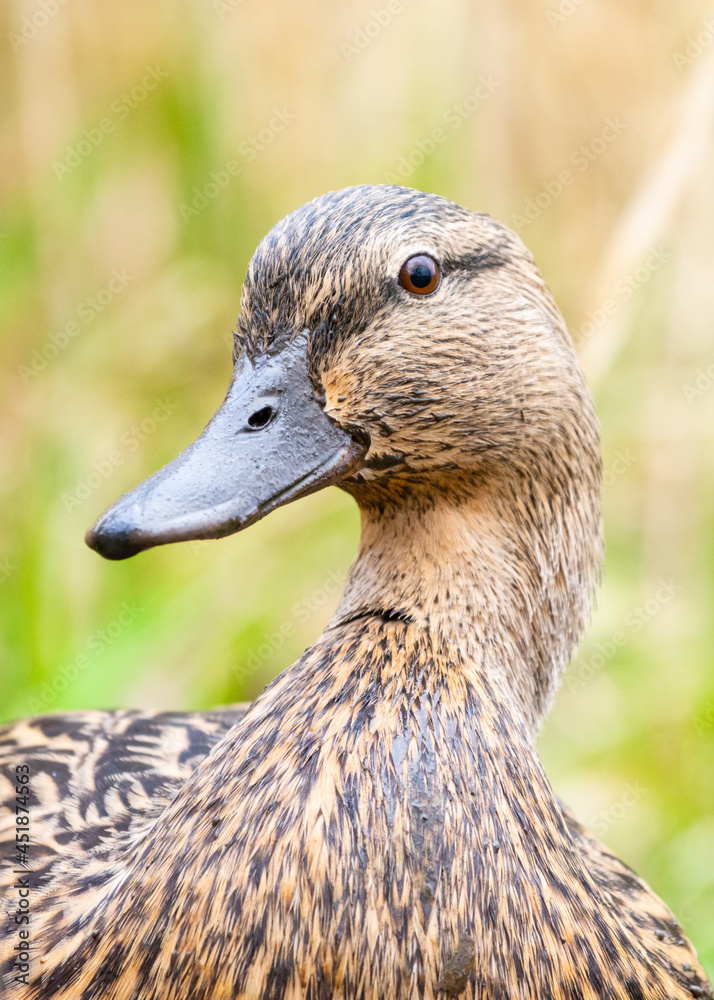 Portrait closeup image of a female mallard duck (Anas Platyrhynchos) also sometimes called a hen, with the bill covered in mud Portrait closeup image of a female mallard duck (Anas Platyrhynchos) also sometimes called a hen, with the bill covered in mud