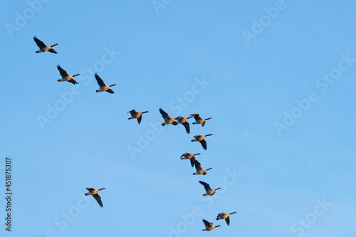 Flock of Canada Geese flying in formation against clear blue sky
