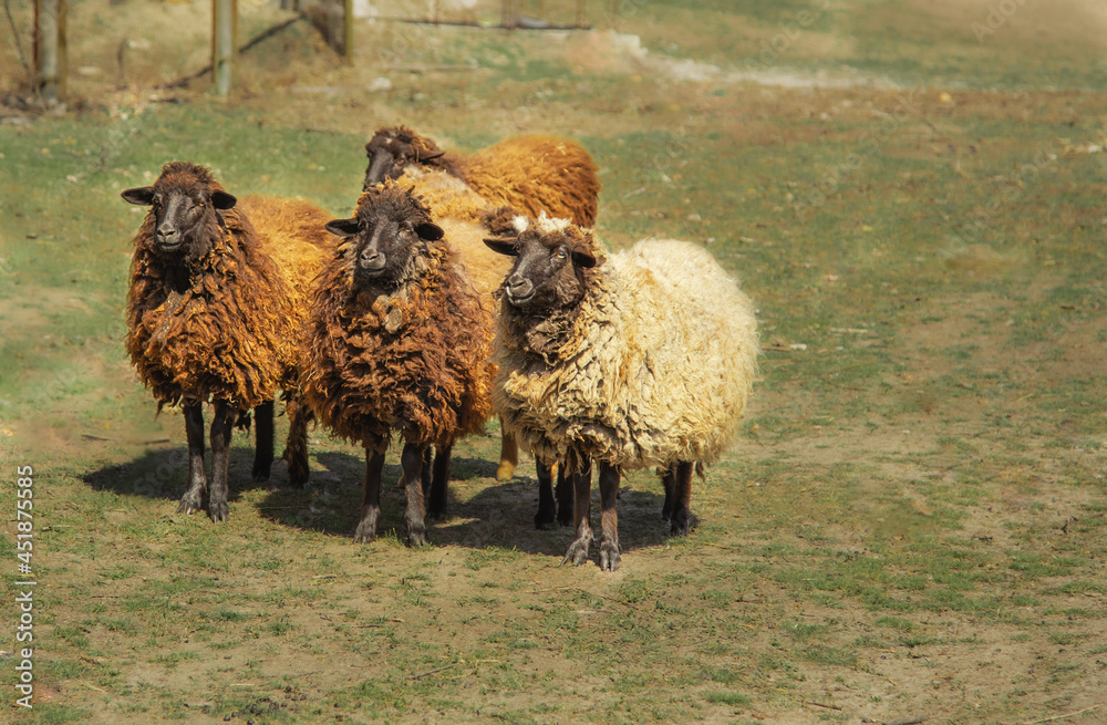 Obraz premium Large flock of sheep grazing on the lawn in sunny day. 