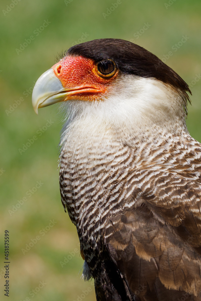 Obraz premium Portrait of Karančo Southern with green background.