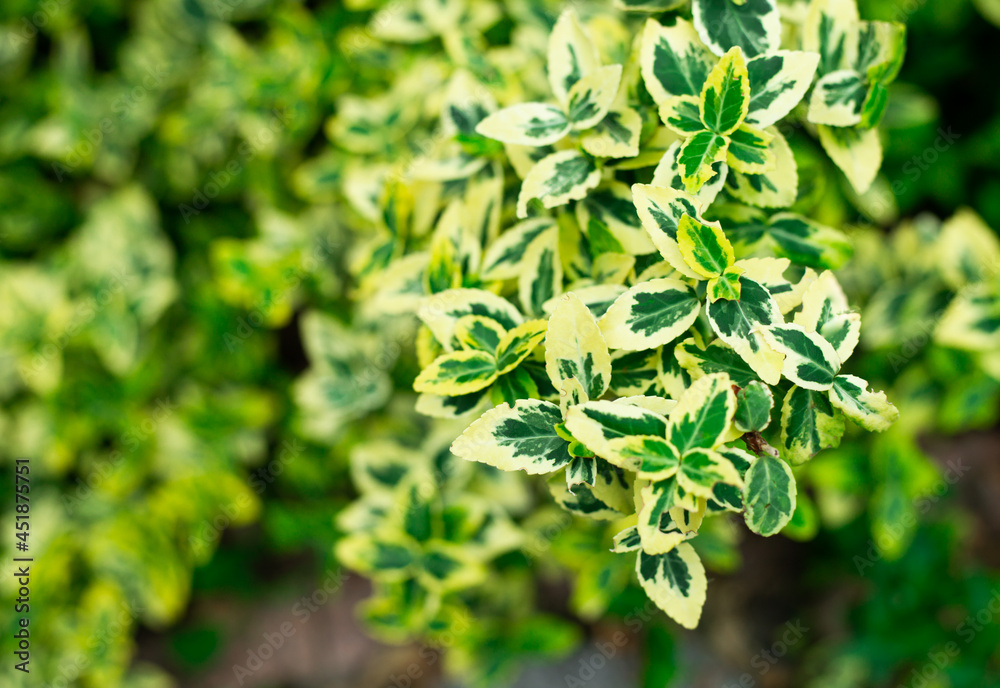 Emerald Gaiety. Green and white variegated foliage. Euonymus spreading foliage close up. Emerald Gaiety. Green and white variegated foliage. Euonymus spreading foliage close up.