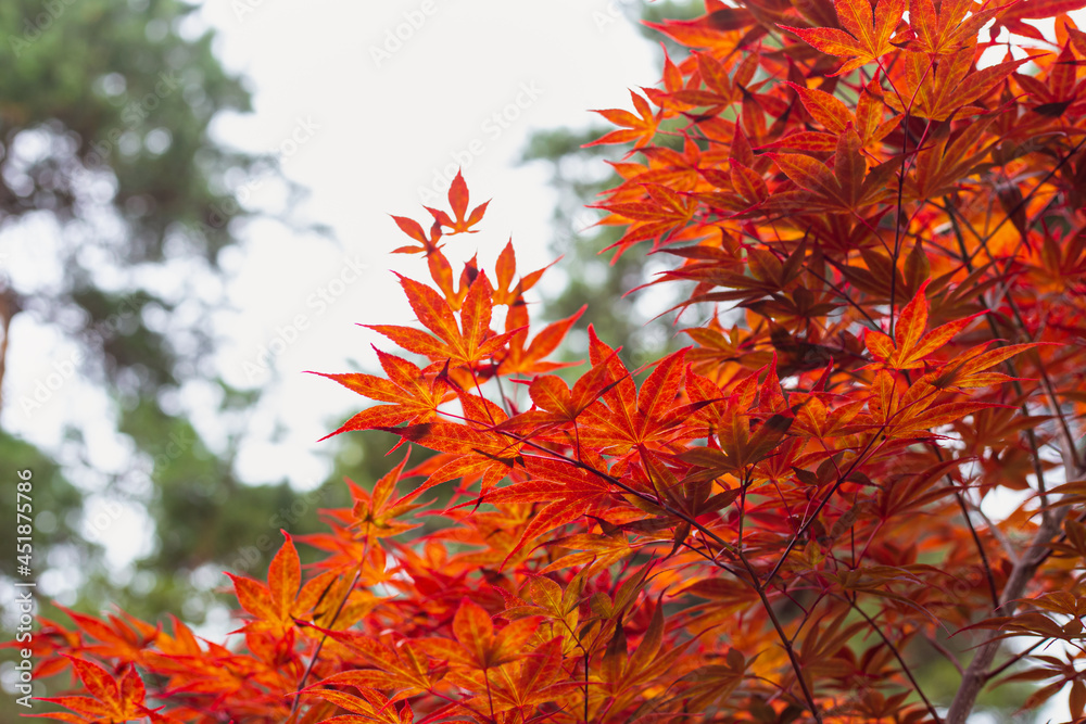 Momiji season scenery with copy space. Autumn maple tree red and orange foliage background. admiring the autumn leaves. Momiji season scenery with copy space. Autumn maple tree red and orange foliage background. admiring the autumn leaves.