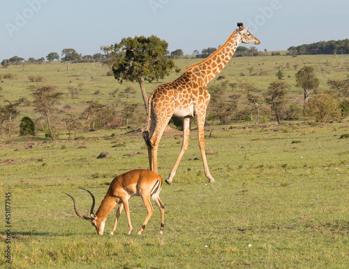 Canvas Print giraffe in the savannah with antelope