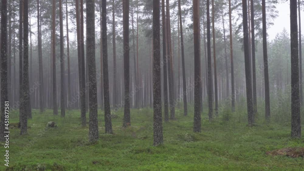 Mist in pine tree forest Mist in pine tree forest