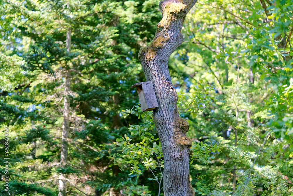 A Bird House in a forest on a sunny summer day. close up A Bird House in a forest on a sunny summer day. close up