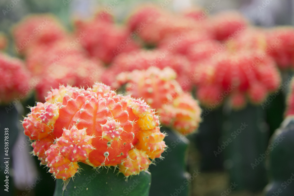 Beautiful Colorful Gymnocalycium mihanovichii, red moon cactus. Small succulents plants