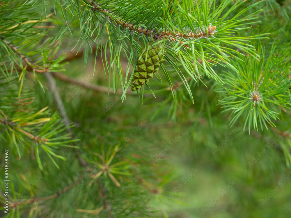 Young pine shoots, green cones and needles, close up. Young pine shoots, green cones and needles, close up.