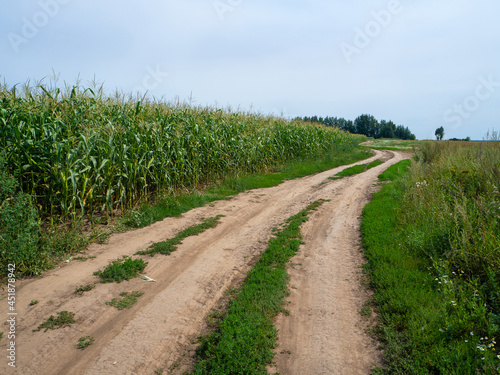 Billede på lærred A road along a cornfield on a sunny summer day.