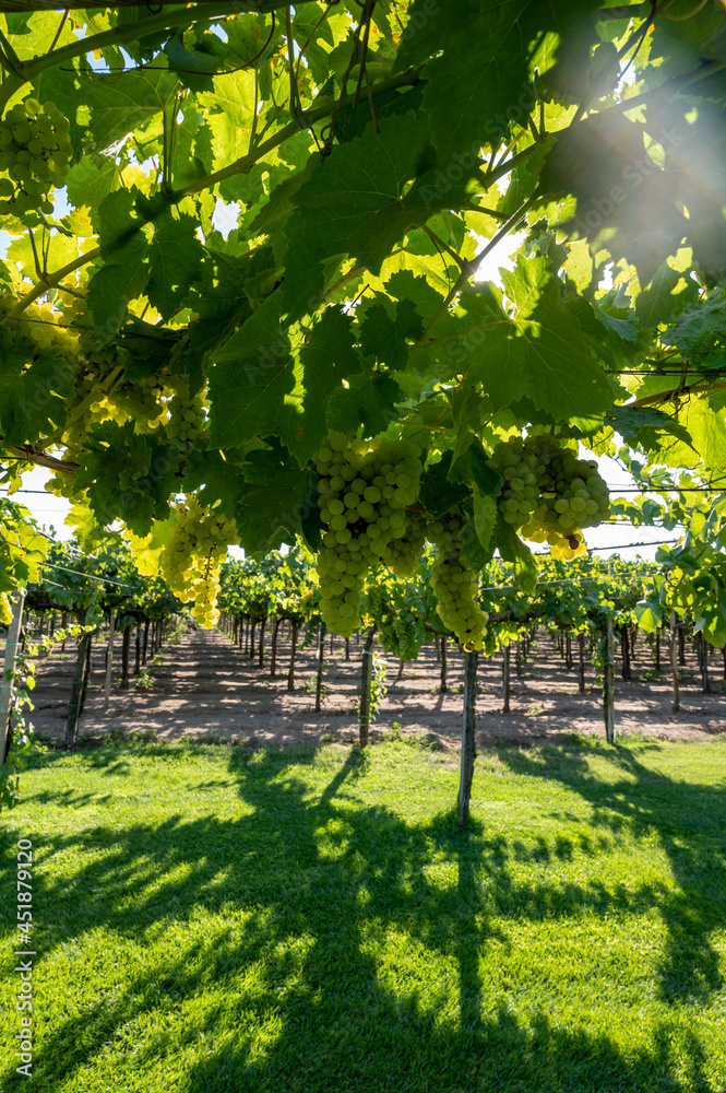 Fototapeta premium Bunches of white wine muscat grapes ripening on vineyards near Terracina, Lazio, Italy