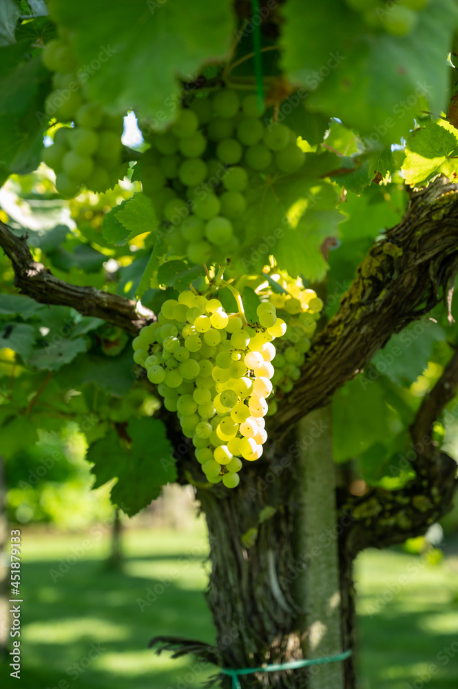 Fototapeta premium Bunches of white wine muscat grapes ripening on vineyards near Terracina, Lazio, Italy