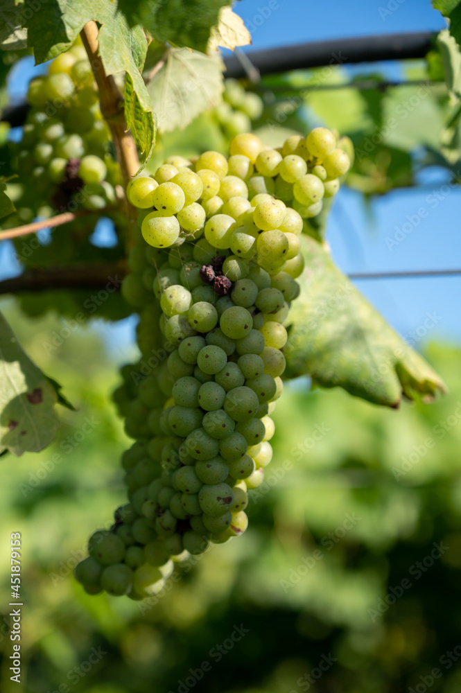 Bunches of white wine muscat grapes ripening on vineyards near Terracina, Lazio, Italy