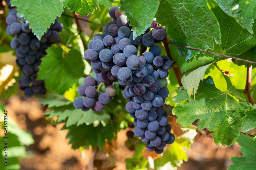 Bunches of red wine merlot grapes ripening on vineyards in Campo Soriano near Terracina, Lazio, Italy