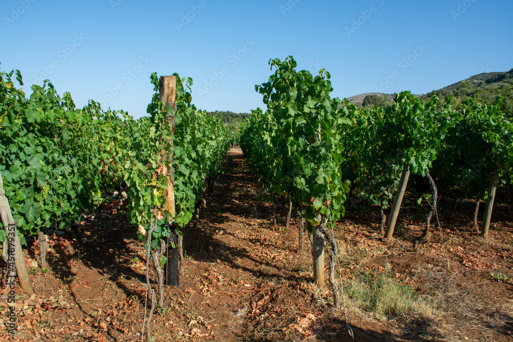 Bunches of white wine grapes ripening on vineyards near Terracina, Lazio, Italy