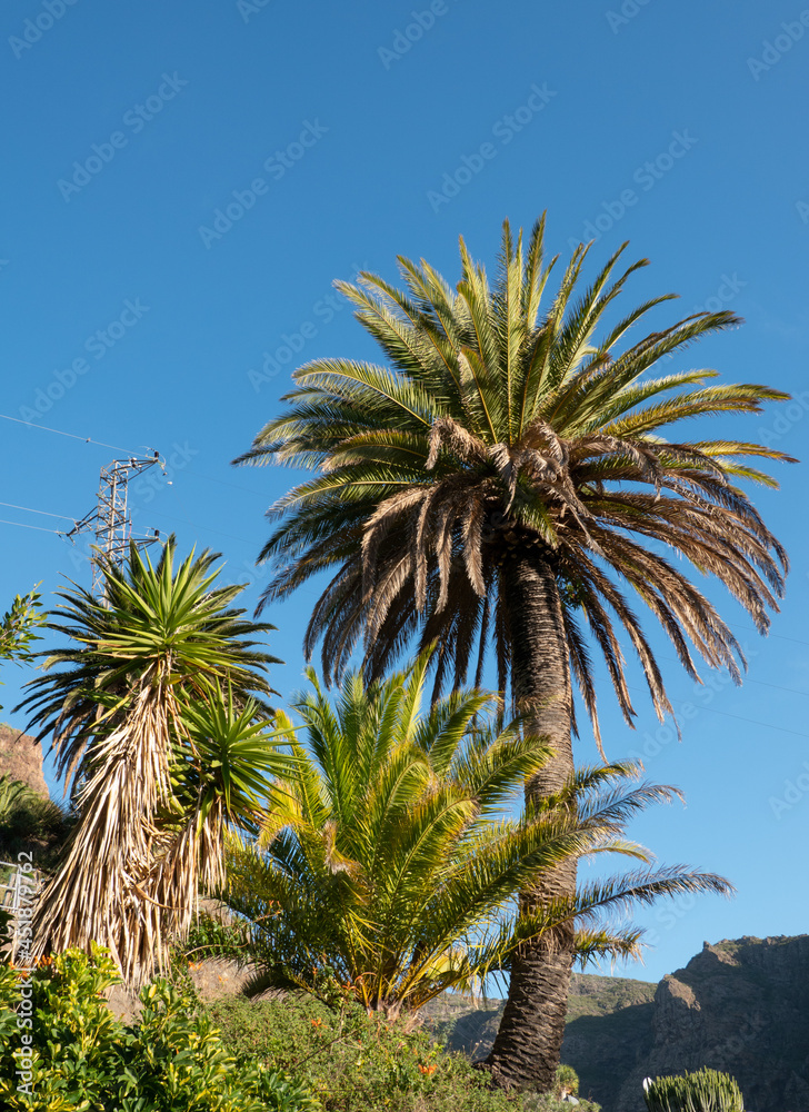 Palm tree and blue sky Palm tree and blue sky