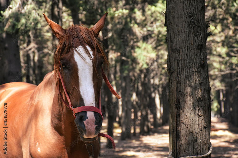 Fototapeta premium a healthy bright-skinned brown horse