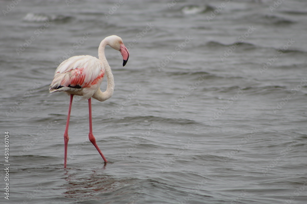 Bird life at the coast 