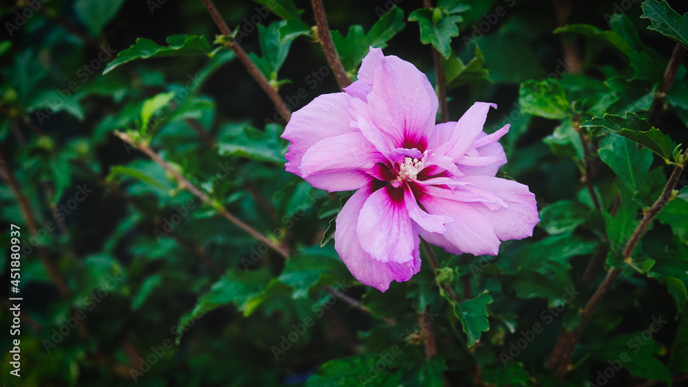 Macro shot of pink, purple flower in the garden